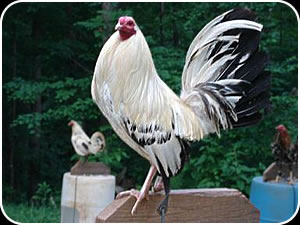 Poultry Supplies Online